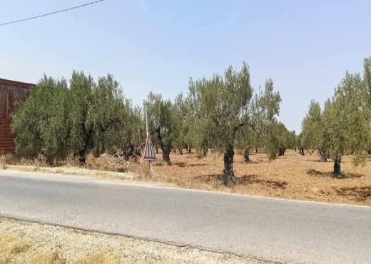 À vendre – Terrain agricole exceptionnel à Moknine