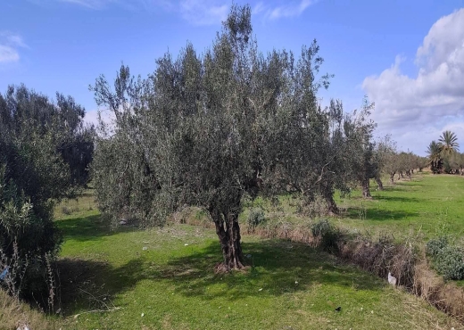 A vendre terrain a Sahline