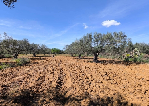 A vendre terrain agricole a - Bien immobilier à {"id":15,"country_id":219,"name":"MONASTIR","slug":"monastir"} - Image 2 - Agence Immobilière New Way
