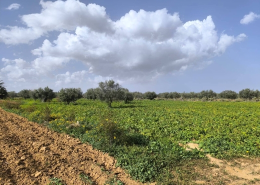 A vendre terrain agricole a Monastir - Bien immobilier à {"id":15,"country_id":219,"name":"MONASTIR","slug":"monastir"} - Image 4 - Agence Immobilière New Way