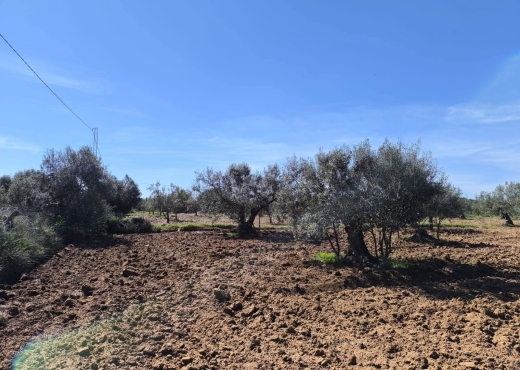 A vendre terrain agricole a - Bien immobilier à {"id":15,"country_id":219,"name":"MONASTIR","slug":"monastir"} - Agence Immobilière Maps Immo
