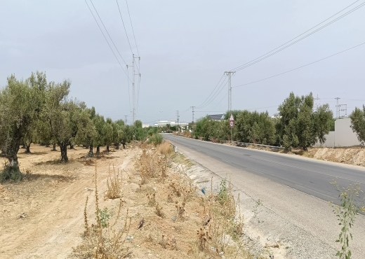 15000/للبيع: أرض صبغة صناعية/ فلاحية - Bien immobilier à {"id":12,"country_id":219,"name":"MAHDIA","slug":"mahdia"} - Image 2 - Agence Immobilière New Way