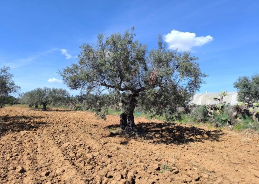 A vendre terrain agricole a - Bien immobilier à {"id":15,"country_id":219,"name":"MONASTIR","slug":"monastir"} - Image 4 - Agence Immobilière New Way