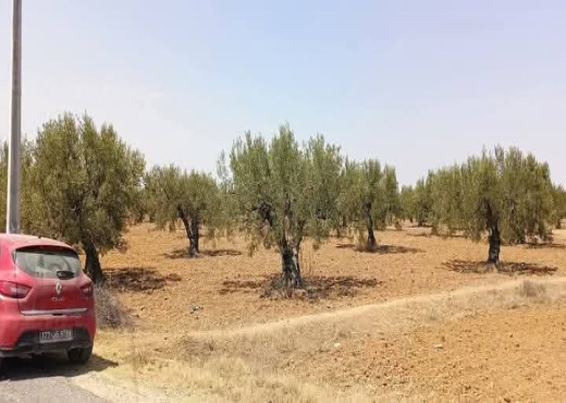للبيع: 54زيتونة حجم كبير في الشواشين - Bien immobilier à {"id":15,"country_id":219,"name":"MONASTIR","slug":"monastir"} - Image 4 - Agence Immobilière New Way