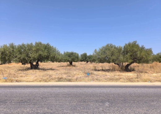 Terrain agricole a vendre à Moknine - Bien immobilier à {"id":15,"country_id":219,"name":"MONASTIR","slug":"monastir"} - Image 4 - Agence Immobilière New Way
