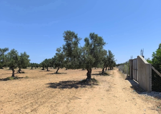 A Vendre terrain agricole à Sahline - Bien immobilier à {"id":15,"country_id":219,"name":"MONASTIR","slug":"monastir"} - Image 2 - Agence Immobilière New Way