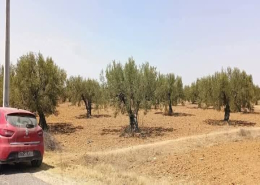 À vendre – Terrain agricole exceptionnel à Moknine - Bien immobilier à {"id":15,"country_id":219,"name":"MONASTIR","slug":"monastir"} - Image 3 - Agence Immobilière New Way