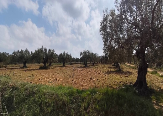 A vendre terrain agricole a Ksar Hlel - Bien immobilier à {"id":15,"country_id":219,"name":"MONASTIR","slug":"monastir"} - Agence Immobilière Maps Immo