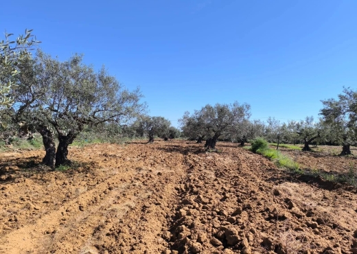 A vendre terrain agricole a - Bien immobilier à {"id":15,"country_id":219,"name":"MONASTIR","slug":"monastir"} - Image 3 - Agence Immobilière New Way