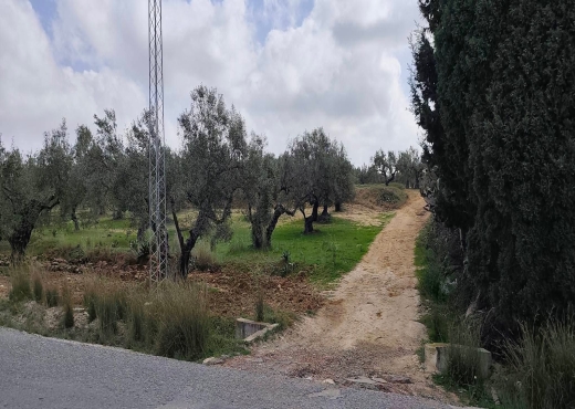 A vendre terrain agricole a Ksar Hlel - Bien immobilier à {"id":15,"country_id":219,"name":"MONASTIR","slug":"monastir"} - Image 4 - Agence Immobilière New Way