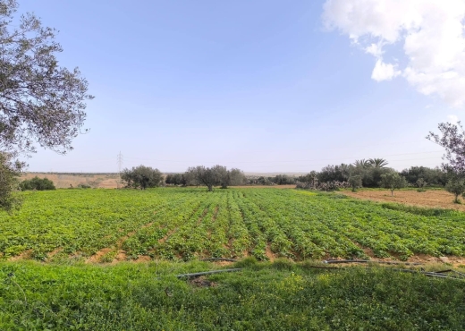 A vendre terrain agricole a Monastir - Bien immobilier à {"id":15,"country_id":219,"name":"MONASTIR","slug":"monastir"} - Image 3 - Agence Immobilière New Way
