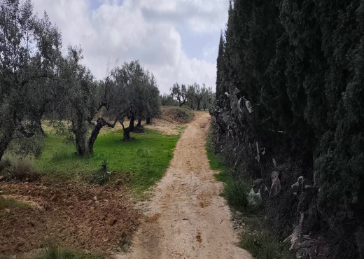 A vendre terrain agricole a Ksar Hlel - Bien immobilier à {"id":15,"country_id":219,"name":"MONASTIR","slug":"monastir"} - Image 2 - Agence Immobilière New Way